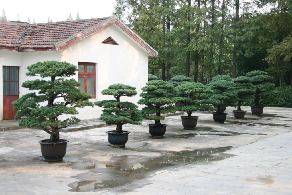 Китайский Новый год: Шанхай, Гонконг, Макао, Чжухай, Гуанчжоу — Shanghai Botanical Garden