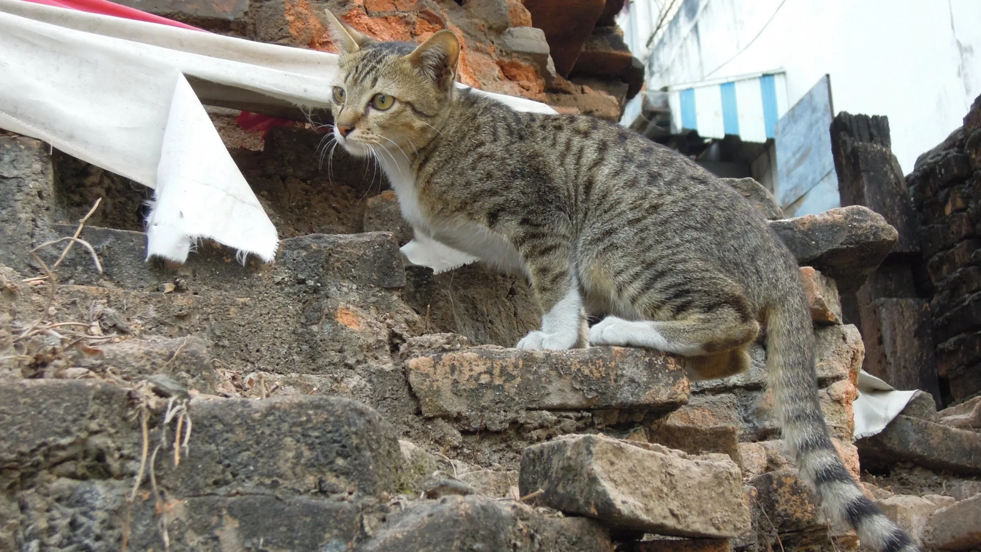 Кот на старой стене в Чиангмае