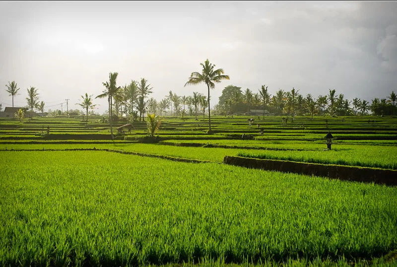 Ubud Village Jazz Festival: джаз в лесу над рекой Вос каждый август