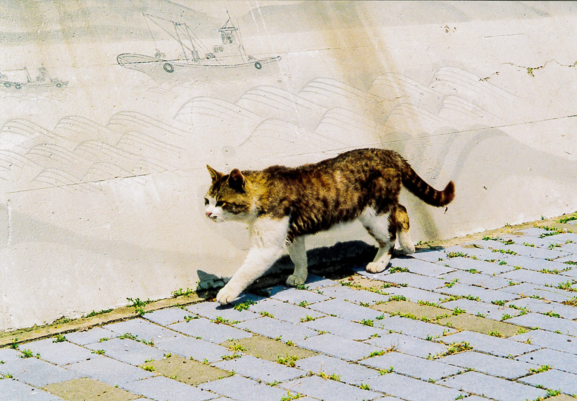 Кот на острове Тасиродзима